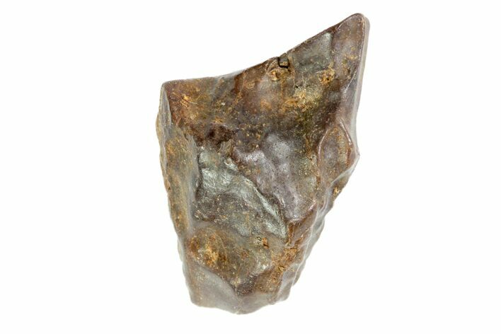 Triceratops Shed Tooth - Montana #72508